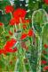 Mohnfeld - Margarete Paulmann-Nisters - Acryl auf Papier - Landschaft-Männer - Expressionismus Mohnfeld - Margarete Paulmann-Nisters - Acryl auf Papier - Landschaft-Männer - Expressionismus