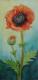 Mohn - Dagmar Rasper - Aquarell auf Papier - Blumen-Mohn - GegenstÃ¤ndlich