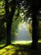 Herbstliche Waldlichtung in der Morgensonne - Wolfgang Bergter -  auf Leinwand - Landschaft - 