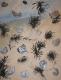 Lebloser Strand - Rikki - Acryl auf Leinwand - Sonstiges - Lebloser Strand - Rikki - Acryl auf Leinwand - Sonstiges -