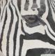 ZEBRA - wanda spirit - Acryl auf Leinwand - Wildtiere - Fotorealismus