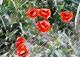 Mohnblumen - Timm-H. Wemper -  auf  - Blumen-Mohn - 