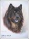 Eurasier CHINOOK - Karin Schnabl - Pastell auf  - Sonstiges - 