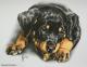 Baby-Rottweiler Alexis (2010) - Janette Herlinger - Pastell-Kohle auf Papier - Sonstiges - 