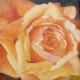 Gelbe Rose -- - ingrid wenz-gahler -  auf  - Natur - 