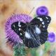 Schmetterling - Maria Prachnau - Ãl auf Leinwand - Natur - Fotorealismus