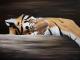 Tiger - Svetlana Gavinski - Ãl auf Leinwand - Raubkatzen - Fotorealismus-Realismus Tiger - Svetlana Gavinski - Ãl auf Leinwand - Raubkatzen - Fotorealismus-Realismus