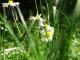 Gänseblümchen - Simone M. - auf - Garten-Wiese-Frühling - Gänseblümchen - Simone M. - auf - Garten-Wiese-Frühling -