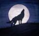 crying wolf - Ada Ventus - auf - Natur - crying wolf - Ada Ventus - auf - Natur -