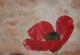 Mo(h)n Dieu - dunjate Kunst in Acryl - Acryl auf Leinwand - Mohn - Fotorealismus