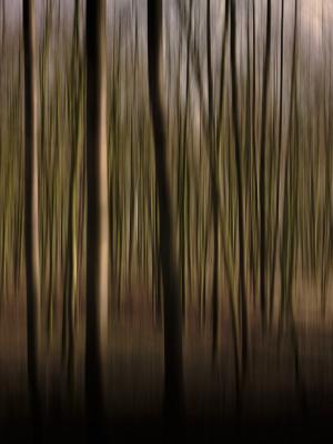 Mystic Wood #2 - Michael Guntenhöner - Array auf  - Array - 