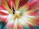flower - Alexander Lehnert - auf - Blumen - flower - Alexander Lehnert - auf - Blumen -