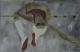 HOCHSPRINGERIN - Eckehard Siebert - Sonstiges auf - Frauen - Figuration HOCHSPRINGERIN - Eckehard Siebert - Sonstiges auf - Frauen - Figuration