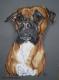 Boxer Bali - Janette Herlinger - Pastell auf Karton -  - Fotorealismus