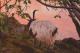- Marina Schneider - Acryl auf - Wildtiere-Berge-See-Abend - Naturalismus - Marina Schneider - Acryl auf - Wildtiere-Berge-See-Abend - Naturalismus