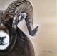 Ram - Rebecca Tecla - Ãl auf - Sonstiges - Ram - Rebecca Tecla - Ãl auf - Sonstiges -
