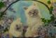 Katzen - Vladi Baum - Acryl auf Karton - Katzen - Realismus Katzen - Vladi Baum - Acryl auf Karton - Katzen - Realismus