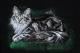 Norvegische Wildkatze - Aline Francine - Acryl auf - Mystik-Katzen - Klassisch Norvegische Wildkatze - Aline Francine - Acryl auf - Mystik-Katzen - Klassisch