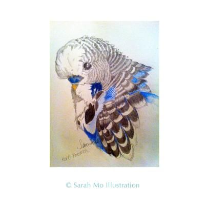 Wellensittich - Sarah Mo Illustration - Array auf Array - Array - Array