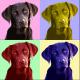 PopArt Labrador - Nicole Zeug - - auf  - Hunde - 
