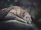 Leopard - Rebecca Tecla - Ãl auf - Wildtiere - Realismus Leopard - Rebecca Tecla - Ãl auf - Wildtiere - Realismus
