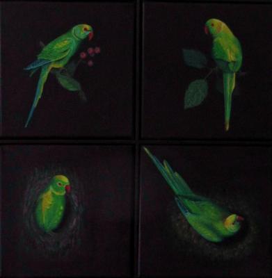 Halsbandsittiche - Robert Aspeslagh - Array auf Array - Array - Array Halsbandsittiche - Robert Aspeslagh - Array auf Array - Array - Array