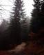 Der Weg - L.M. G. - auf - Bäume-Berge-Wald - Der Weg - L.M. G. - auf - Bäume-Berge-Wald -