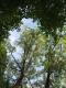 Liebliche Natur - L.M. G. - auf - Bäume-Himmel-Wolken - Liebliche Natur - L.M. G. - auf - Bäume-Himmel-Wolken -